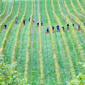 Photo Sustainable farming