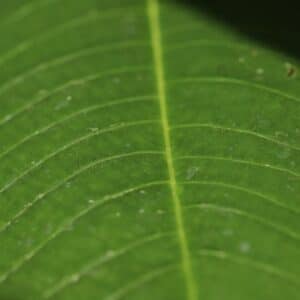 Photo Green Investments