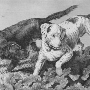 Photo Graph illustration